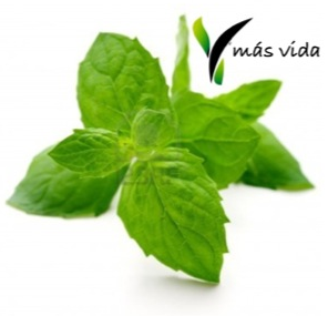 Logo Masvida